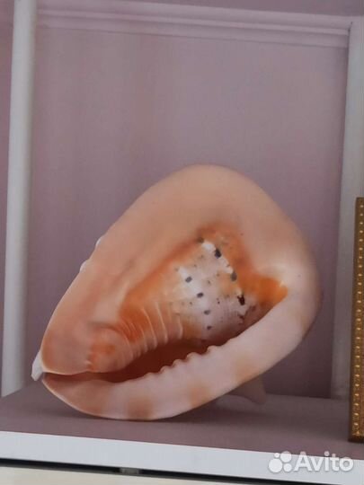 Ракушки, большая, размер 28/21