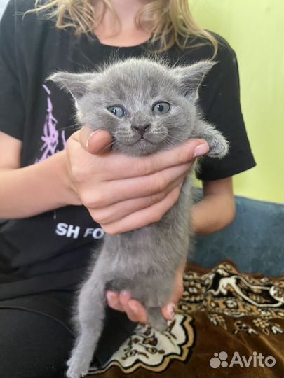 Британские котята
