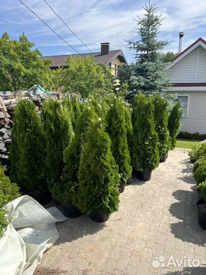 Туя смарагд