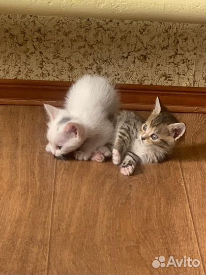 Отдам бесплатно