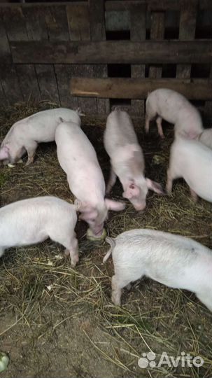 Поросенок ландрас