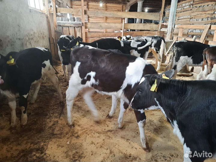 Телята бычки