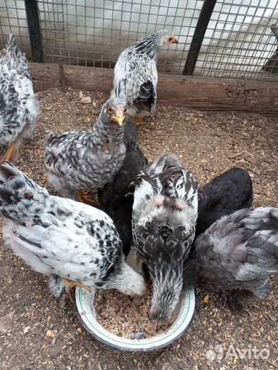 Цыплята и петушок брама