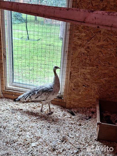 Павлины семья