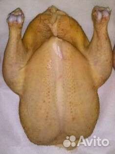 Домашние куры с бесплатной доставкой