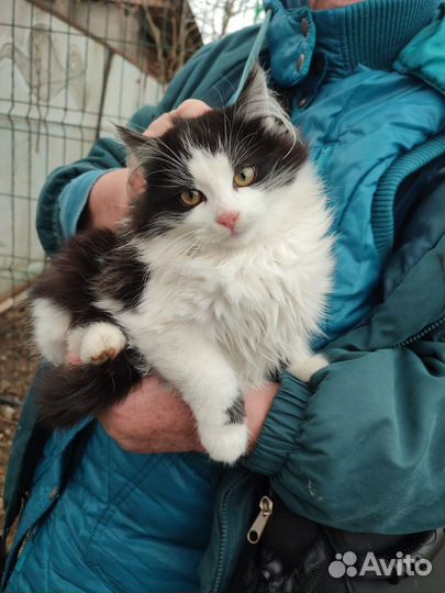Котенок подросток девочка в добрые руки
