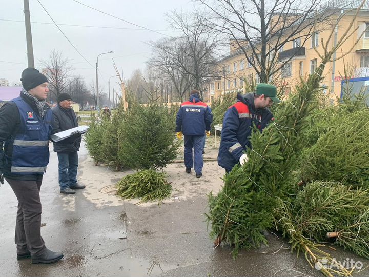 Новогодние елки и сосны оптом