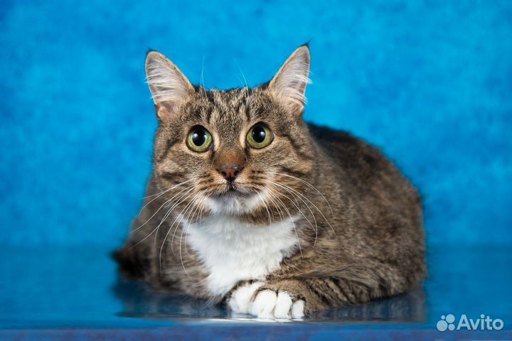 Кошечка Муся в добрые руки