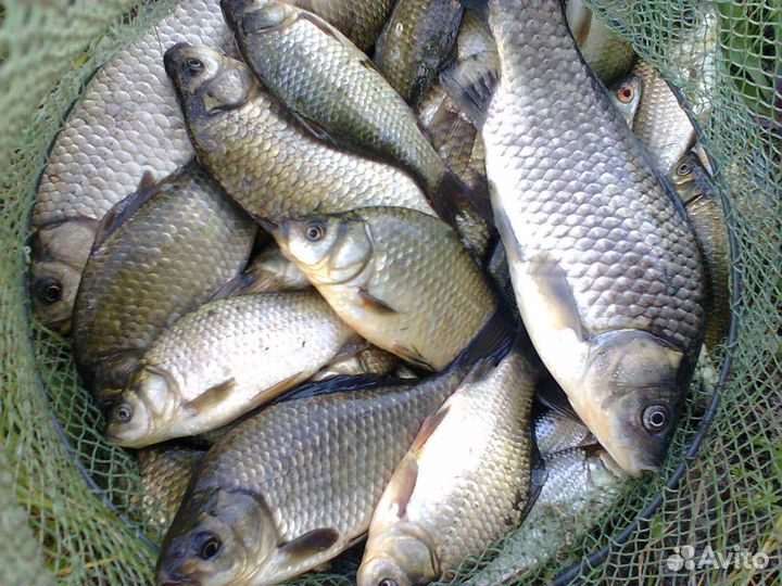 Живая рыба карась