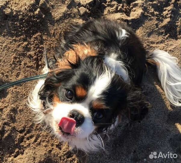 Спаниель кавалер