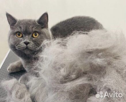 Стрижка, вычесывание, груминг кошек