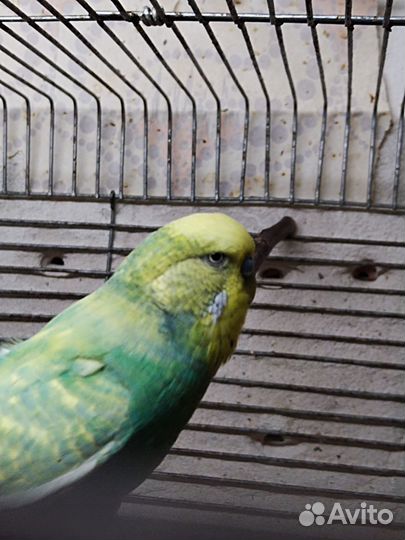 Волнистые попугаи