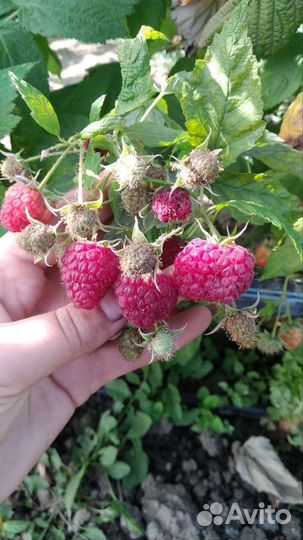 Ремонтантная малина полька