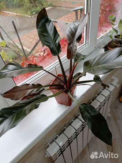 Филодендрон