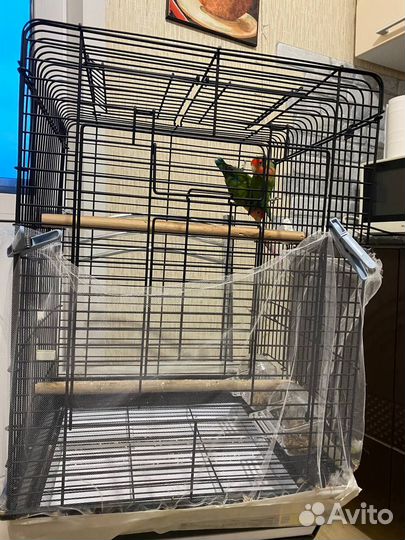 Пара неразлучников(мальчик и девочка) с большой кл