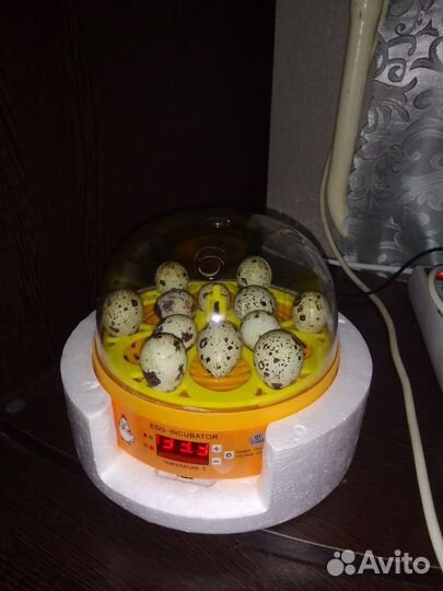 Инкубатор