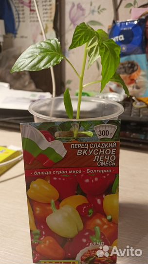 Рассада помидор и перцев