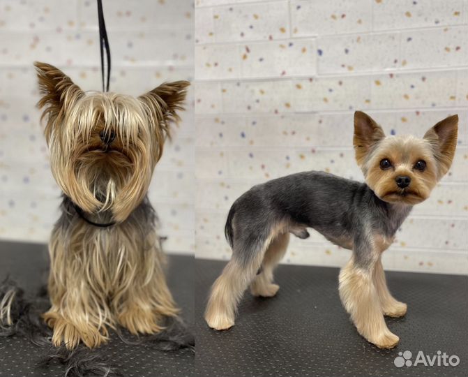 Грумер. Груминг. Стрижка собак