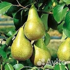 Саженцы груши Конференция