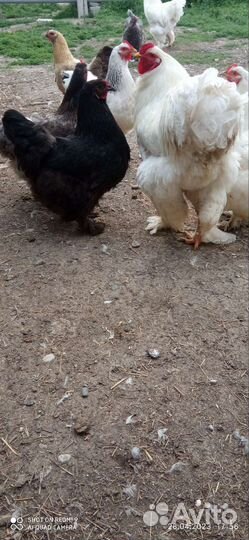 Инкубационное яйцо