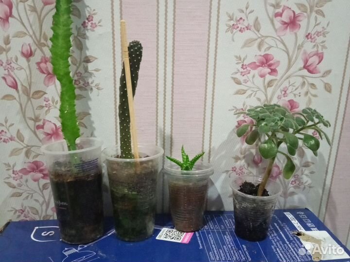 Растения, цена за все