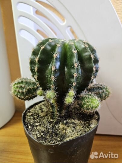 Кактус эхинопсис