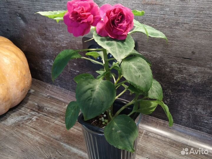 Бальзамин махровый