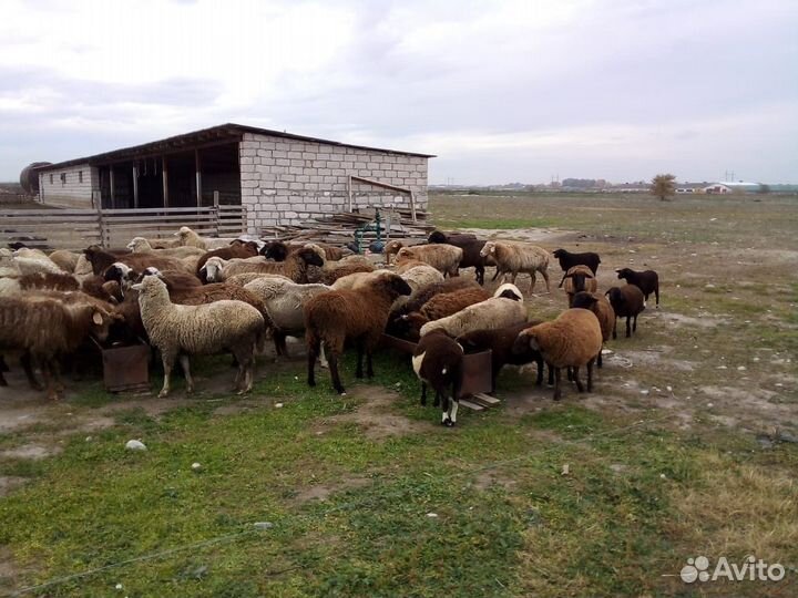 Овцы-матки бараны ягнята