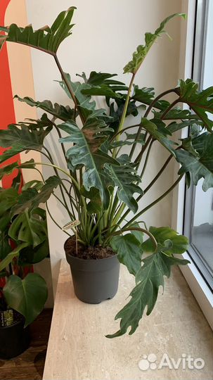 Филодендрон 90 см