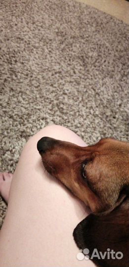 Передержка животных, догситтер, зооняня