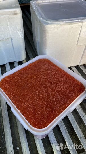 Икра красная кеты 2023