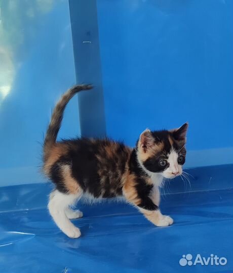 Котенок в дар бесплатно