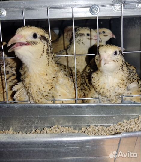 Перепела подрощенные