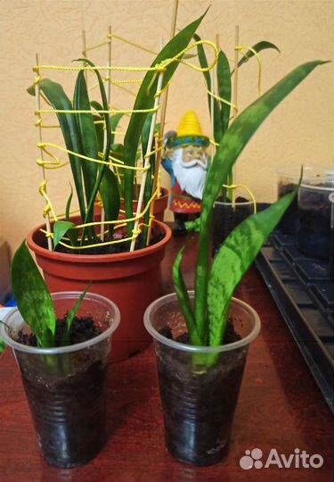 Сансивиерия (тещин язык, щучий хвост)