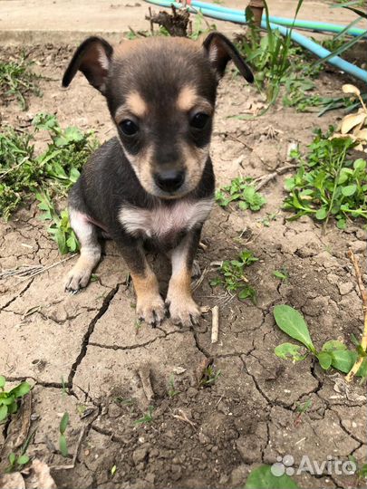 Маленькая собака чихуахуа мини