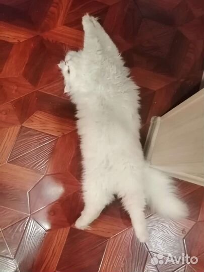 Персидский кот