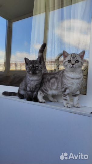 Шотландские котята