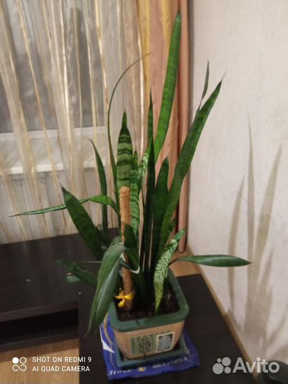 Цветок (Сансевиерия) в горшке