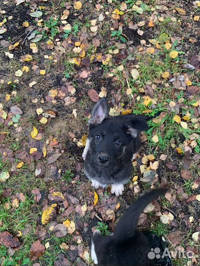 Щенки восточноевропейской овчарки