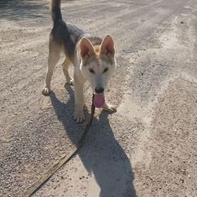 Собака в добрые руки отдам бесплатно