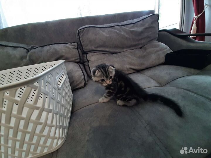 Британский котёнок