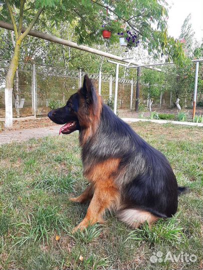 Немецкая овчарка вязка