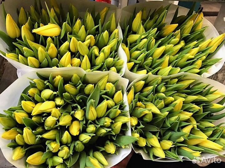 Тюльпаны оптом собственное производство