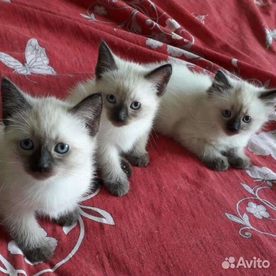 Котята тайские