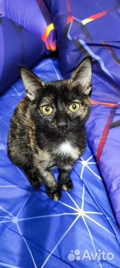 Кошечка молодая отдам в добрые руки