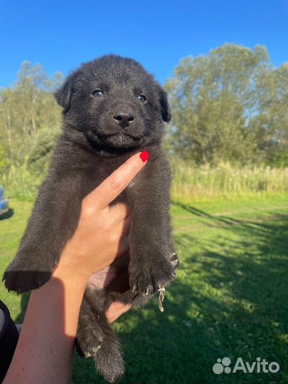 Отдам бесплатно щенки