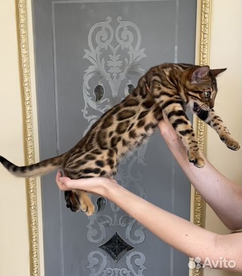 Бенгальский котенок