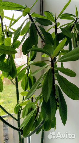 Синадениум гранта