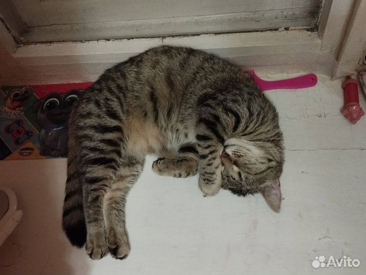 Потеряли кошку Люсси