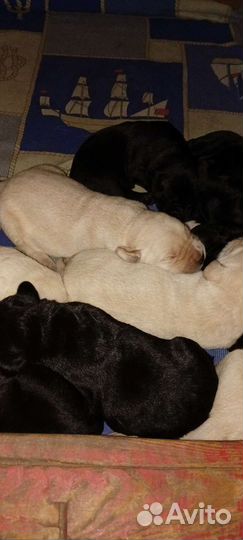 Щенки лабрадора